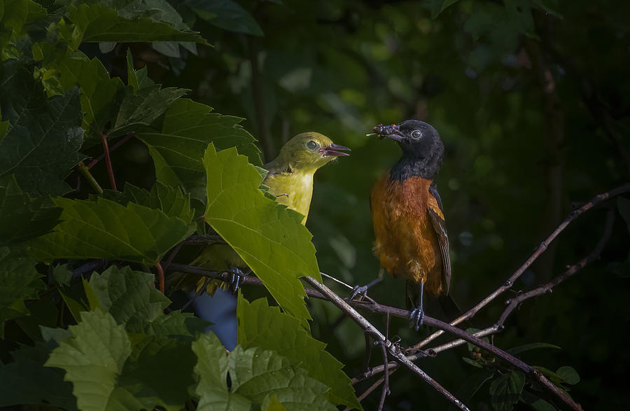 Nature Photograph - Orchard Oriole Couple by Molly Fu