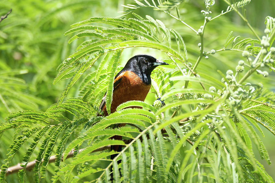 Orchard Oriole In A Green Surround Photograph