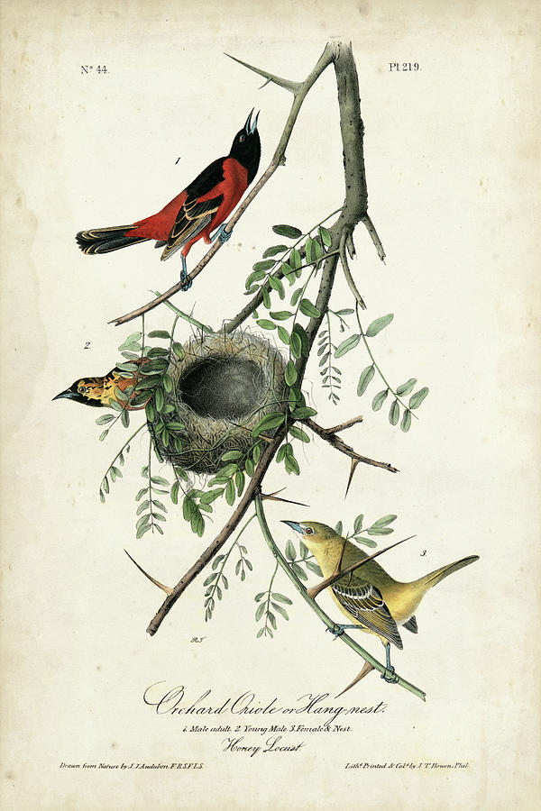 Animal Painting - Orchard Orioles by John James Audubon
