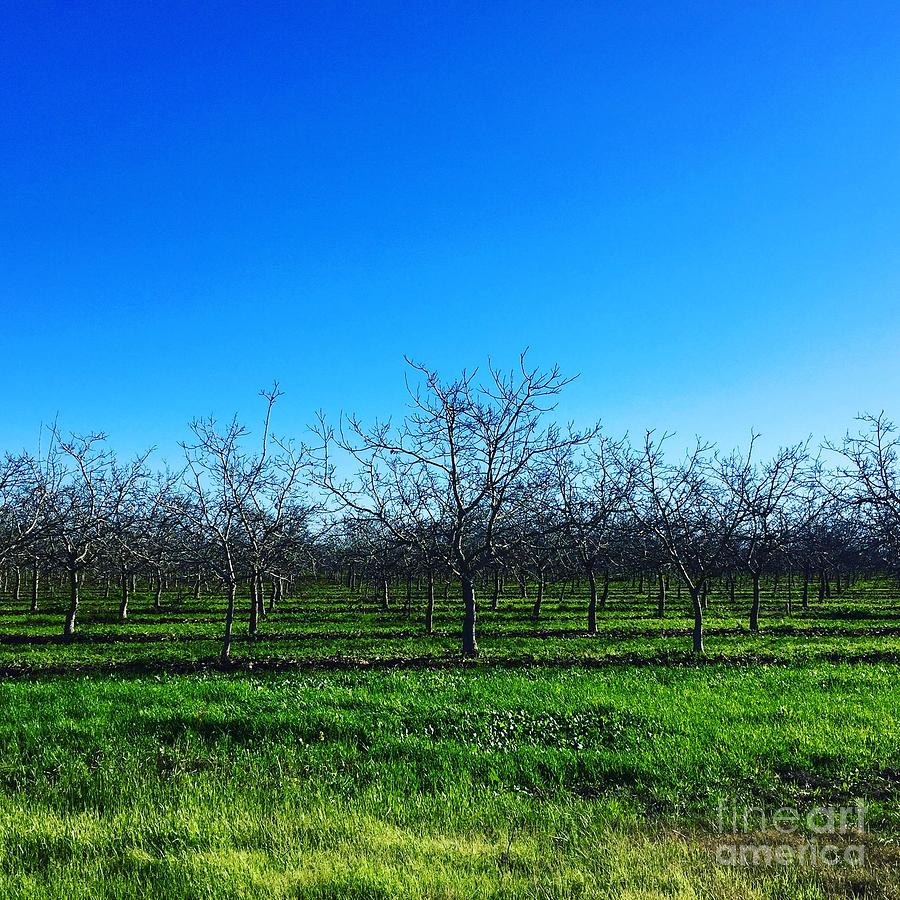 Orchard Trees in Blue Photograph by Suzanne Lorenz