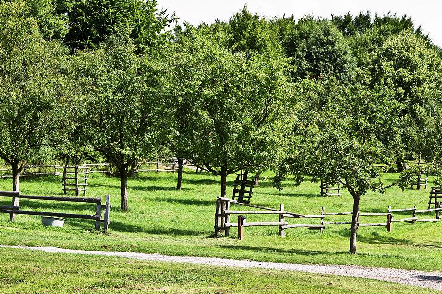 Orchard With Fruit Trees And Wooden Fence Photograph by Catja Vedder
