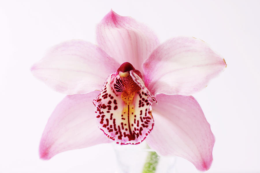 Orchid Photograph by © S.musgrove