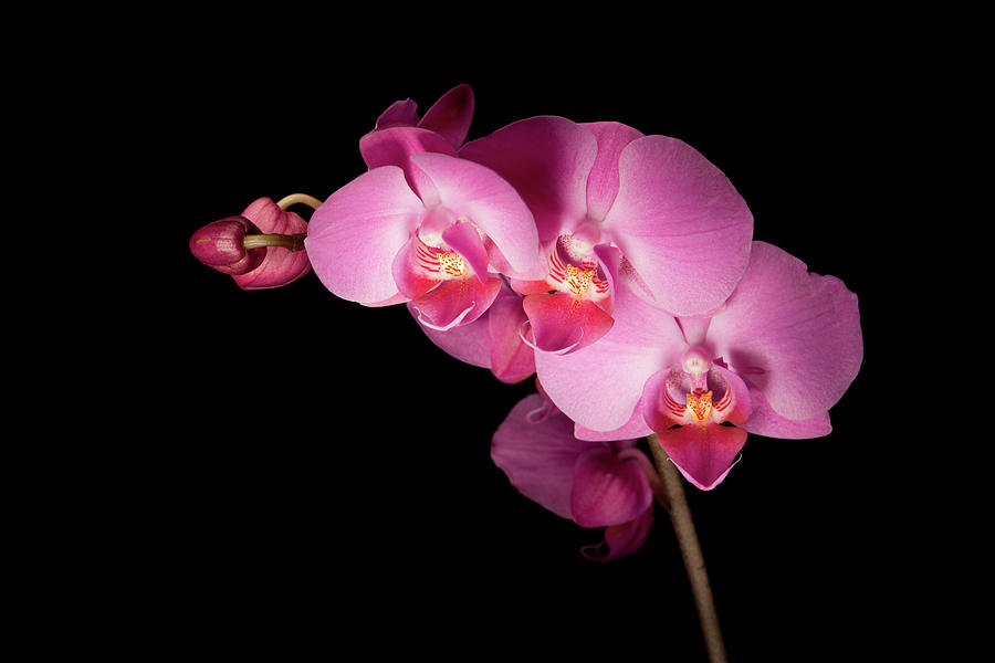 Orchid 02 Photograph by Sdominick