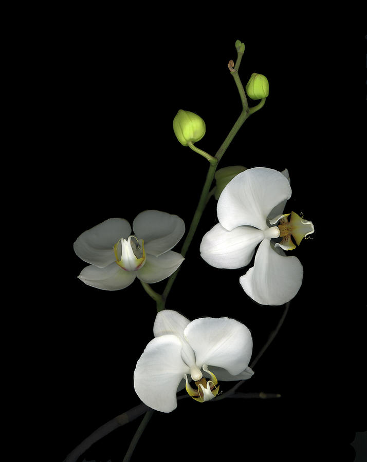 White Orchids Painting - Orchid 06 by Susan S. Barmon