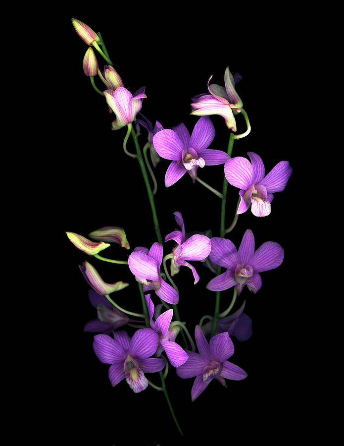 Purple Orchids Painting - Orchid 07 by Susan S. Barmon