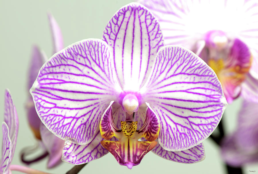 Orchid Photograph - Orchid-2017-32 by Gordon Semmens