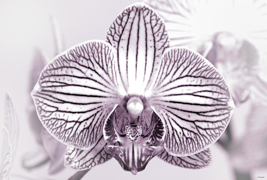Orchid Photograph - Orchid-2017-32bw by Gordon Semmens