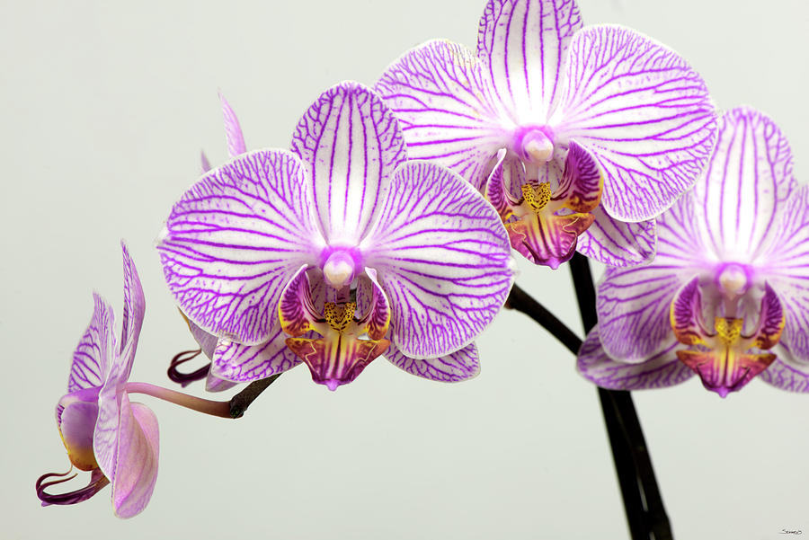 Orchid Photograph - Orchid-2017-33 by Gordon Semmens