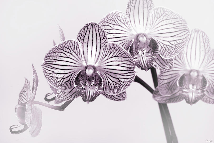 Orchid Photograph - Orchid-2017-33bw by Gordon Semmens