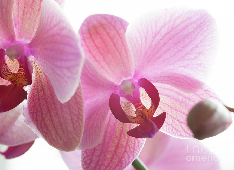 Orchid-2019_0050 Photograph by James Baron