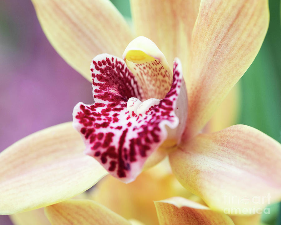 Orchid-2019_0057 Photograph by James Baron