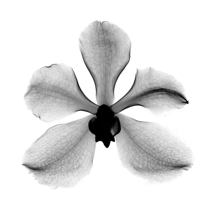 Orchid #3 X-ray Photograph by Bert Myers