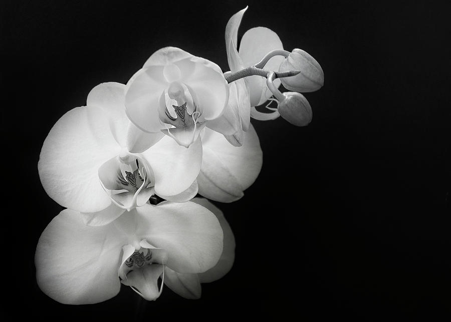 Orchid 4 Photograph by Rosette Doyle