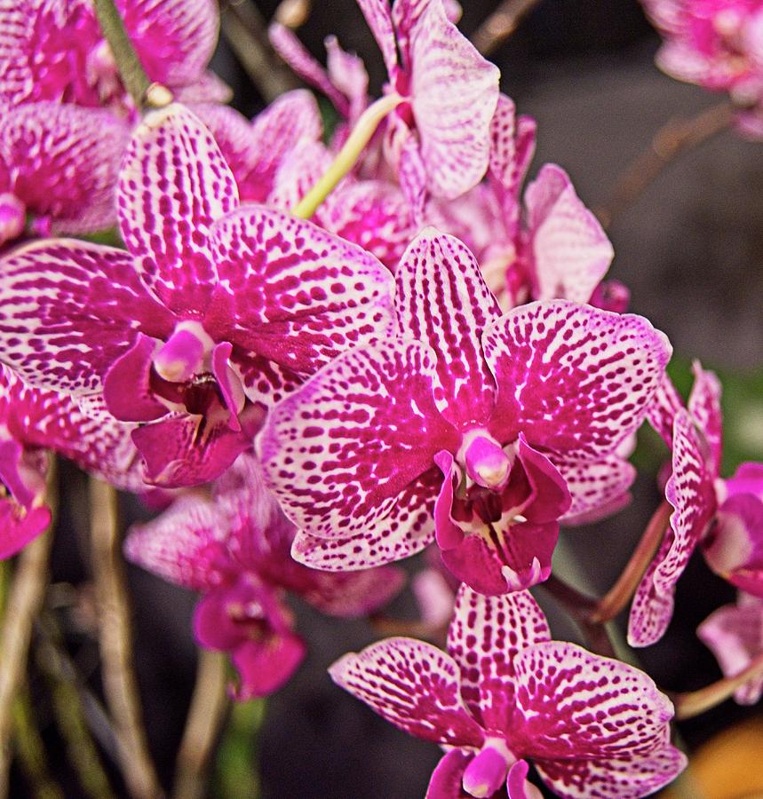 Orchid 6 Photograph by Charles HALL