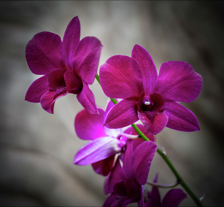 Orchid 7 Photograph