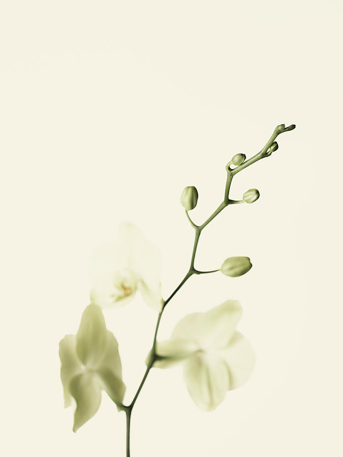 Orchid Photograph by Adrian Burke Orchid Photograph by Adrian Burke