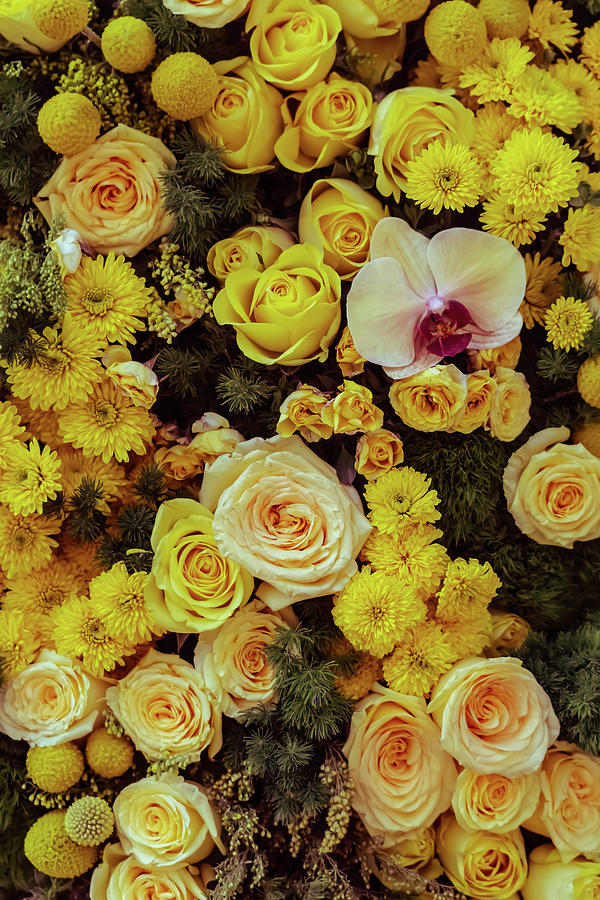 Orchid among Yellow Roses Photograph by Silvia Marcoschamer