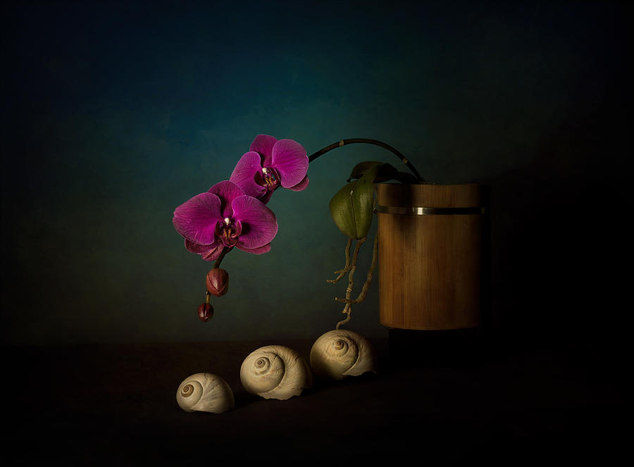 Orchid And Sea Shells Photograph by John-mei Zhong
