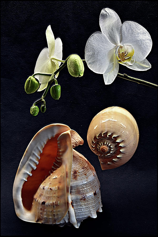 Orchid and two seashells Photograph by Andrei SKY