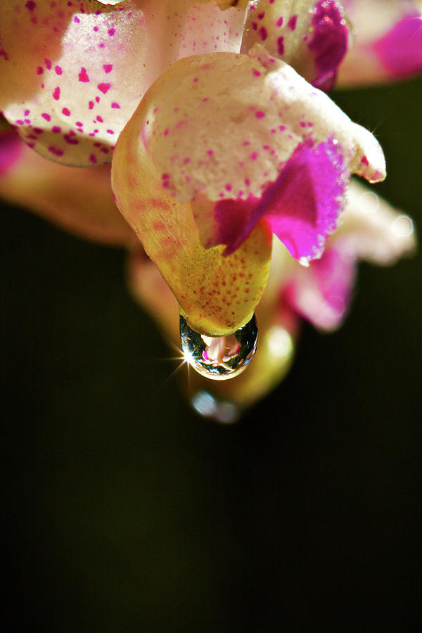 Orchid And Water Drop Photograph by Photography By Jeremy Villasis. Philippines.