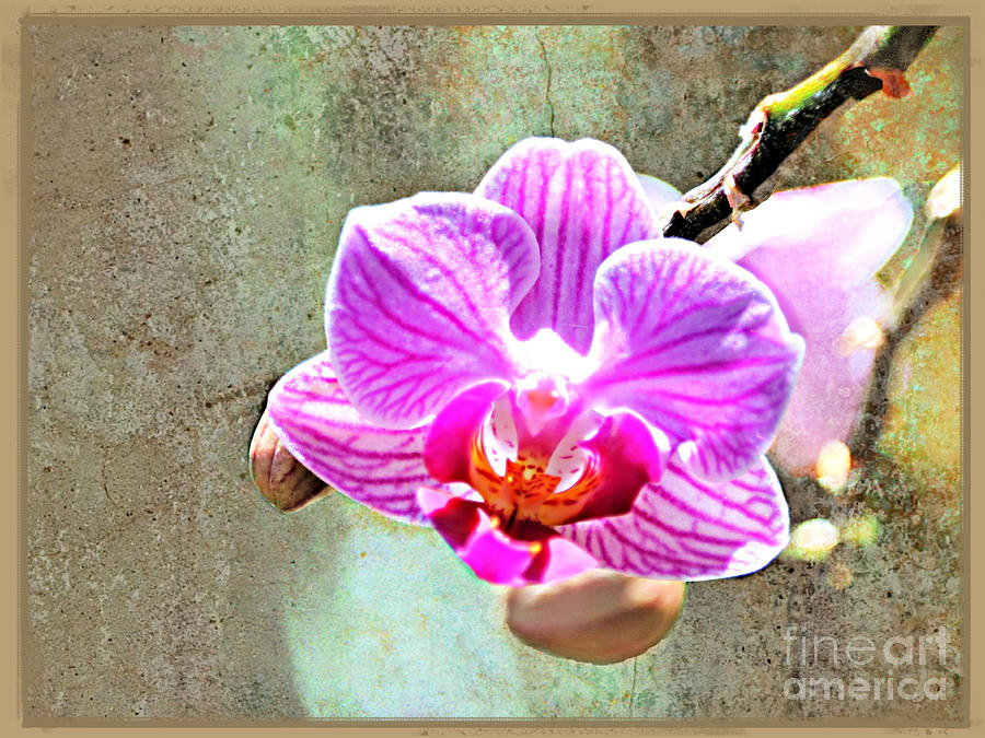 Orchid Art Photograph