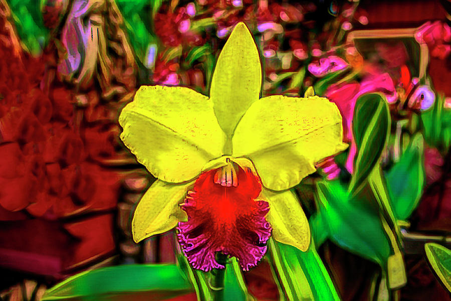 Orchid Artwork 6558 by Carlos Diaz Orchid Artwork 6558 by Carlos Diaz