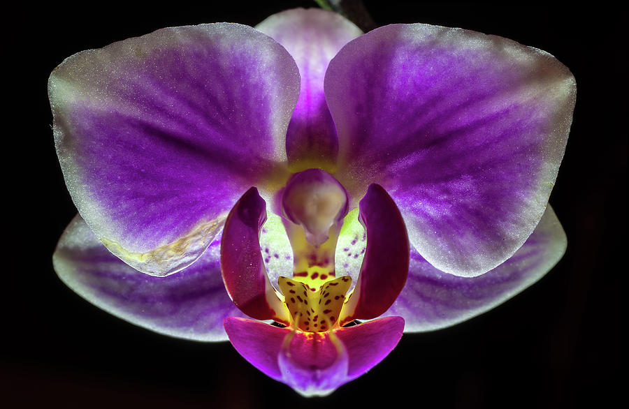 Orchid at Night - Phalaenopsis Photograph by Peter Herman
