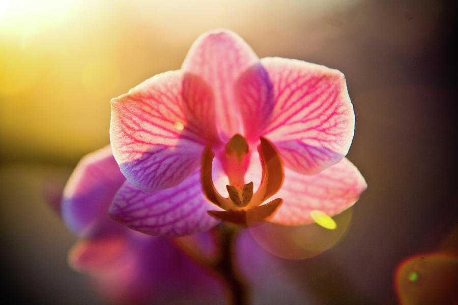 Orchid At Sunset Photograph by Linda Thompson