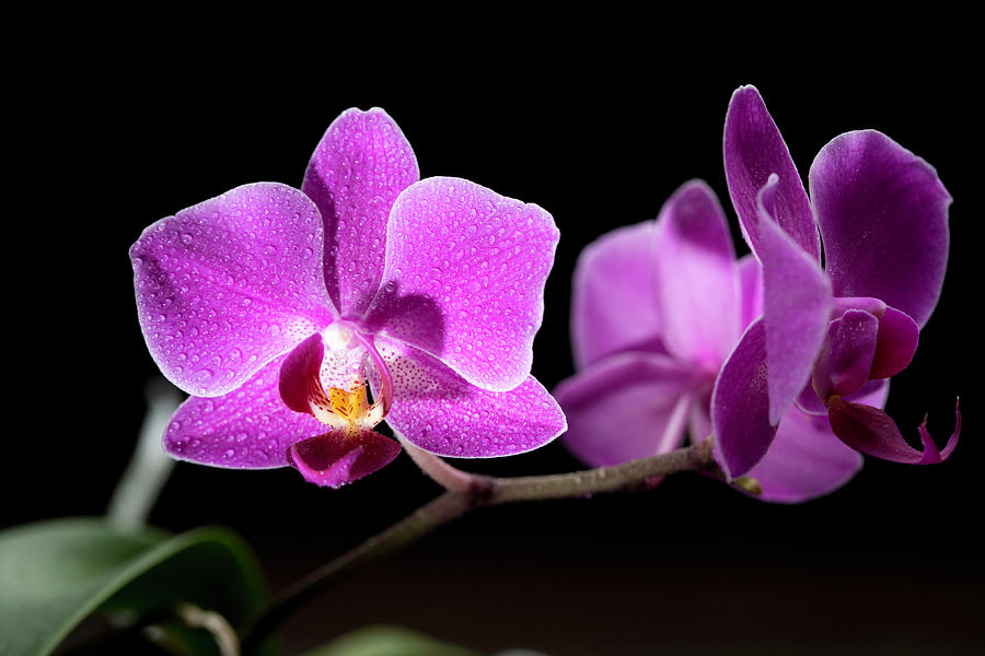 Orchid Photograph by Ayimages