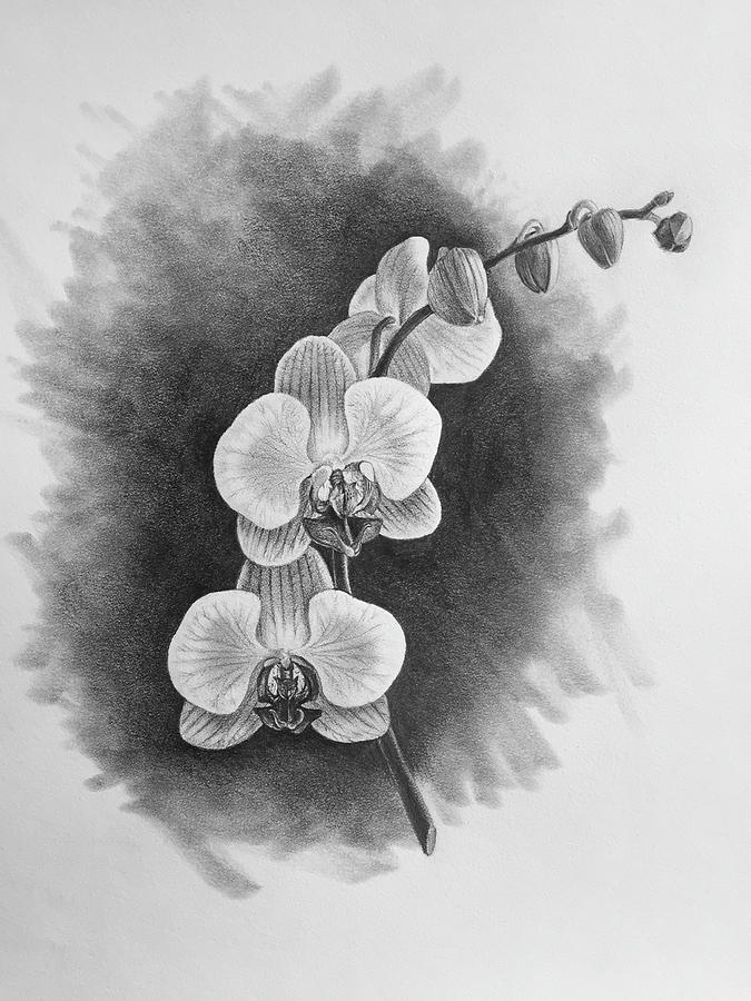 Realistic Orchid Drawing