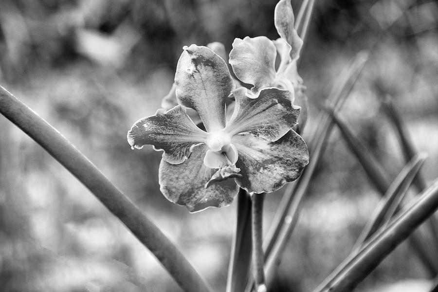 Orchid - Black and White Botanical Gardens Photograph by Georgia Clare