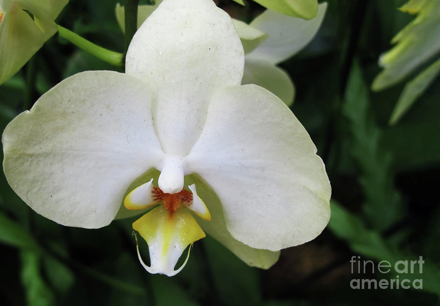 Orchid Photograph - Orchid Blooms in White by Ruth Jolly