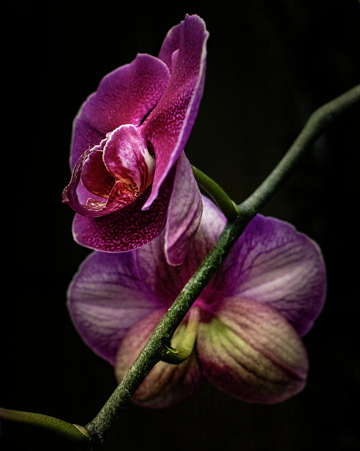 Orchid Blossom Photograph