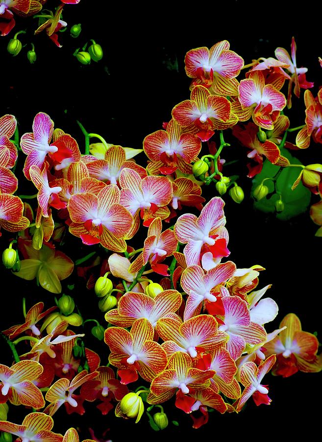 Orchid Burst Photograph by Alida M Haslett