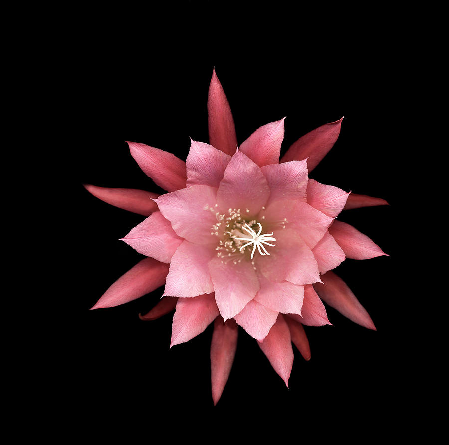 Orchid Cactus Flower Epiphyllum Hybrid Photograph by Mike Hill
