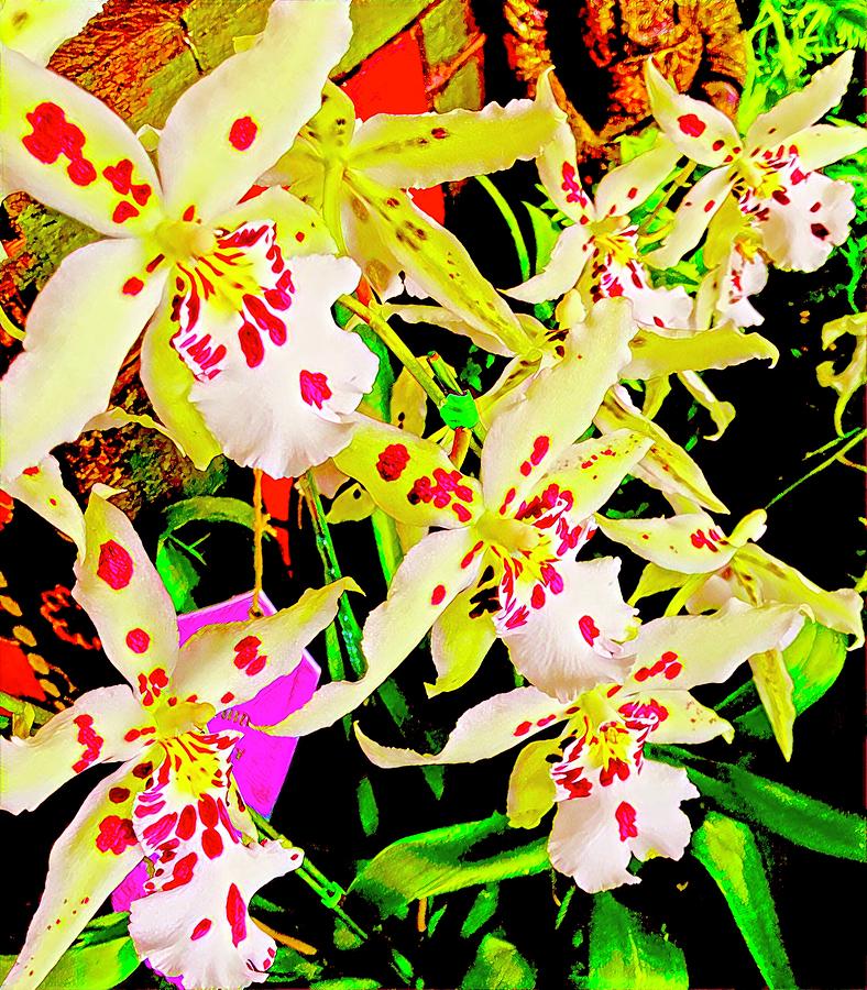 Orchid Carnivale Aloha Photograph by Joalene Young