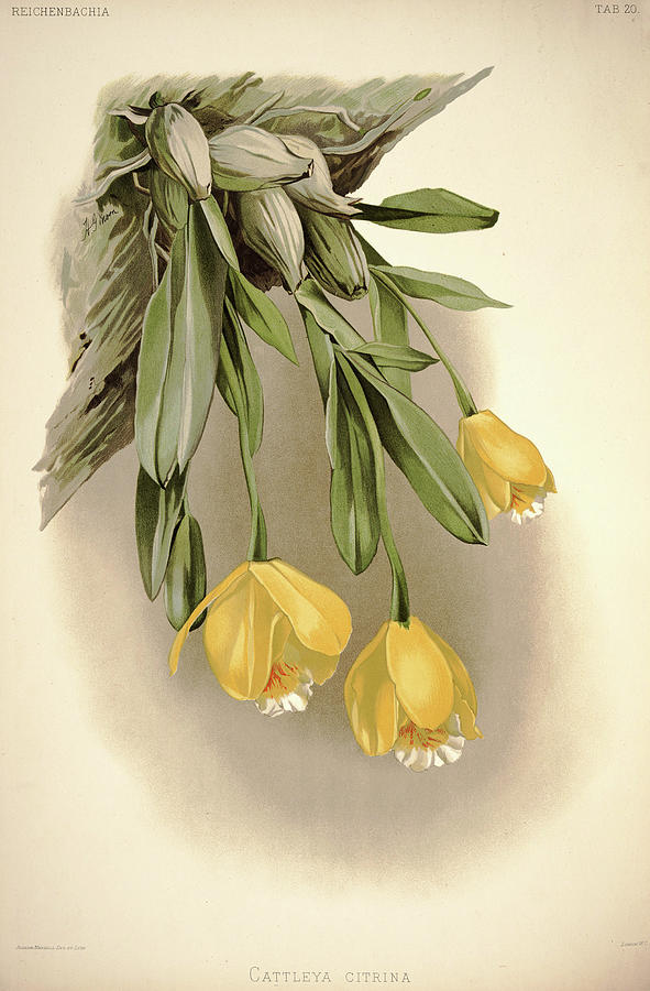Sander Painting - Orchid, Cattleya Citrina by Henry Frederick Conrad Sander Sander Painting - Orchid, Cattleya Citrina by Henry Frederick Conrad Sander