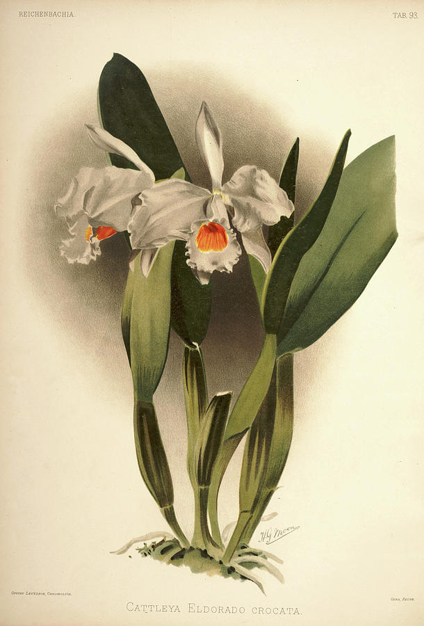 Sander Painting - Orchid, Cattleya Eldorado Crocata by Henry Frederick Conrad Sander Sander Painting - Orchid, Cattleya Eldorado Crocata by Henry Frederick Conrad Sander