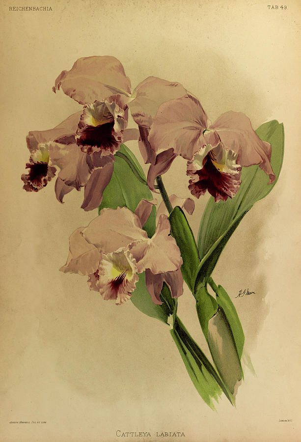 Sander Painting - Orchid, Cattleya Labiata by Henry Frederick Conrad Sander Sander Painting - Orchid, Cattleya Labiata by Henry Frederick Conrad Sander