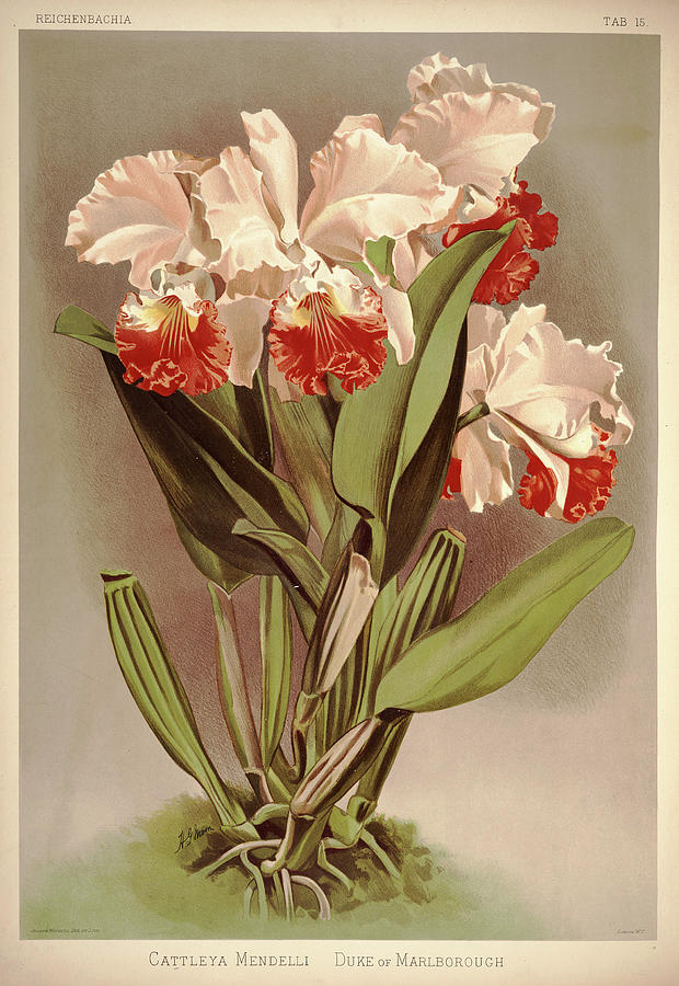 Sander Painting - Orchid, Cattleya Mendelli Duke Of Marlborough by Henry Frederick Conrad Sander Sander Painting - Orchid, Cattleya Mendelli Duke Of Marlborough by Henry Frederick Conrad Sander