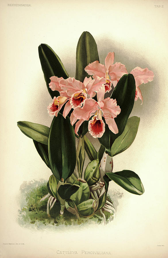 Sander Painting - Orchid, Cattleya Percivaliana by Henry Frederick Conrad Sander Sander Painting - Orchid, Cattleya Percivaliana by Henry Frederick Conrad Sander