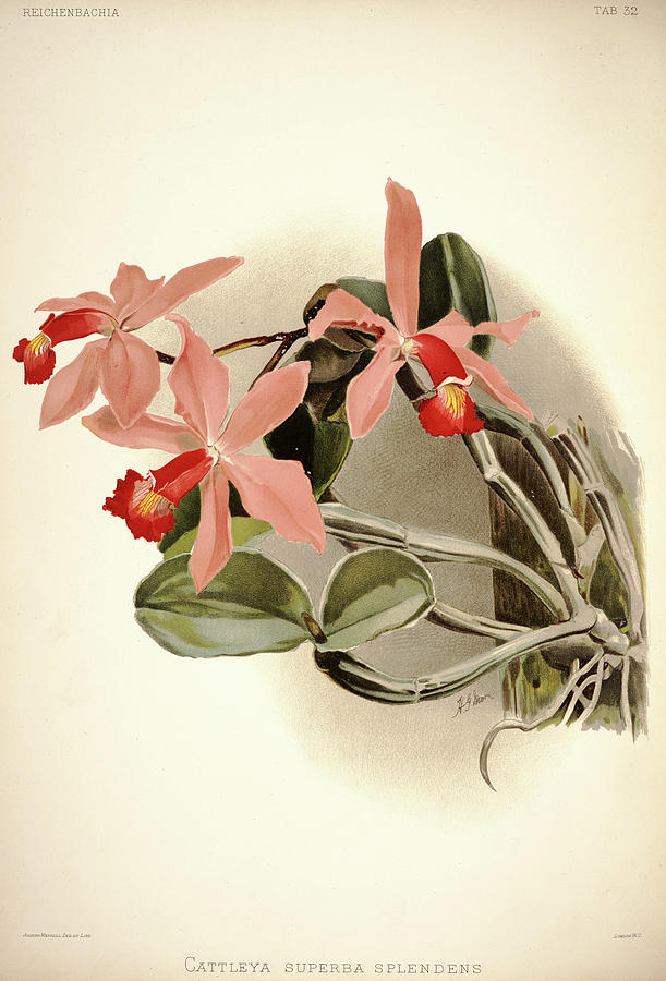 Sander Painting - Orchid, Cattleya Superba Splendens by Henry Frederick Conrad Sander Sander Painting - Orchid, Cattleya Superba Splendens by Henry Frederick Conrad Sander
