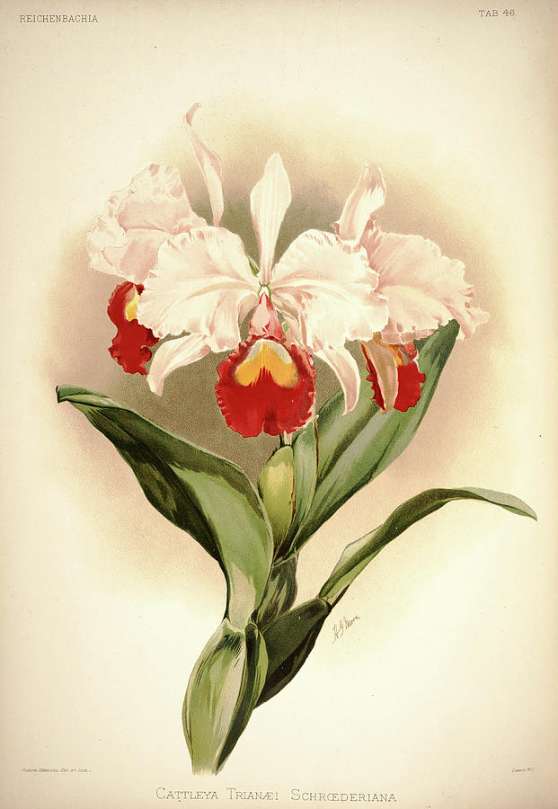 Sander Painting - Orchid, Cattleya Trianaei Schroederiana by Henry Frederick Conrad Sander Sander Painting - Orchid, Cattleya Trianaei Schroederiana by Henry Frederick Conrad Sander