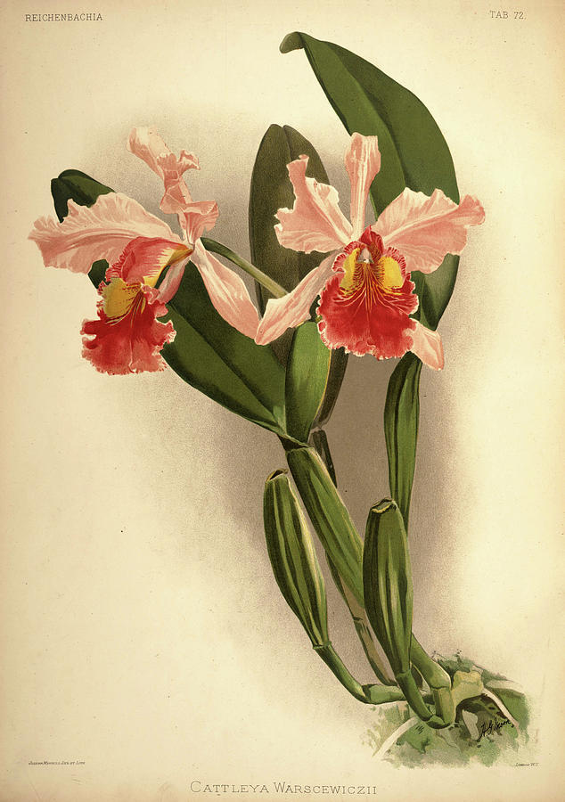Orchid, Cattleya Warscewiczii Painting by Henry Frederick Conrad Sander