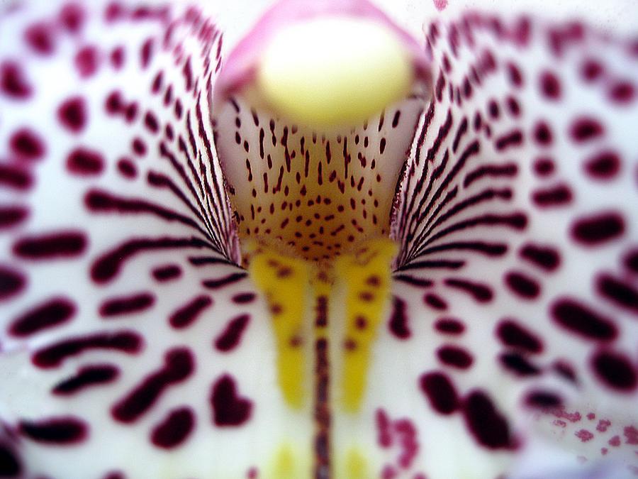 Orchid Close-up Beauty & Desire Photograph by Tony Ibarra Photography