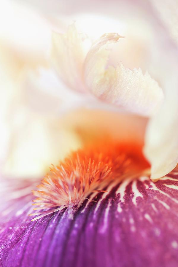 Orchid close-up Of Calyx Photograph by Sandra Krimshandl-tauscher