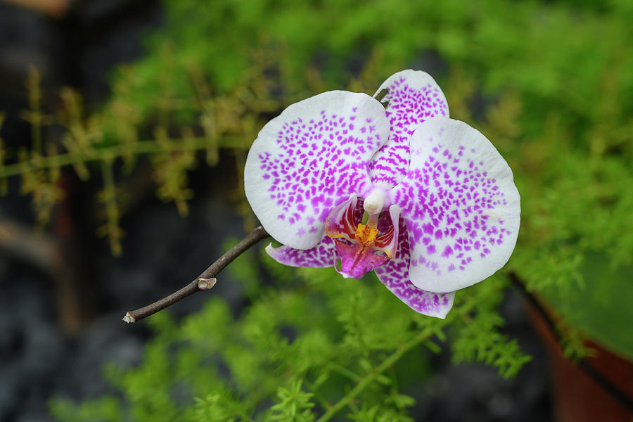 Orchid, Closeup Photograph by Ron Biedenbach