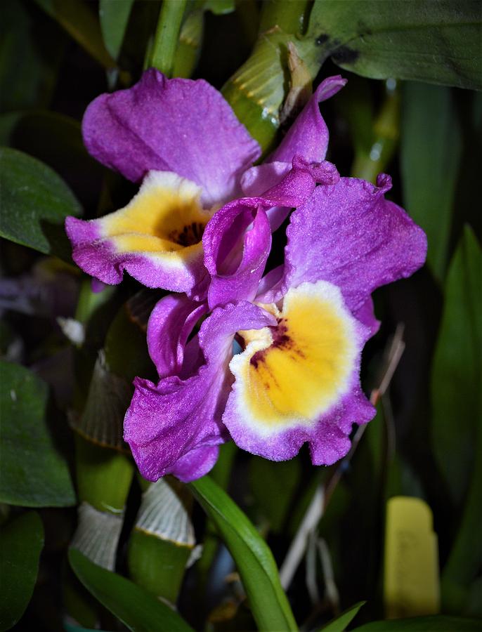 Orchid Color Photograph by Warren Thompson