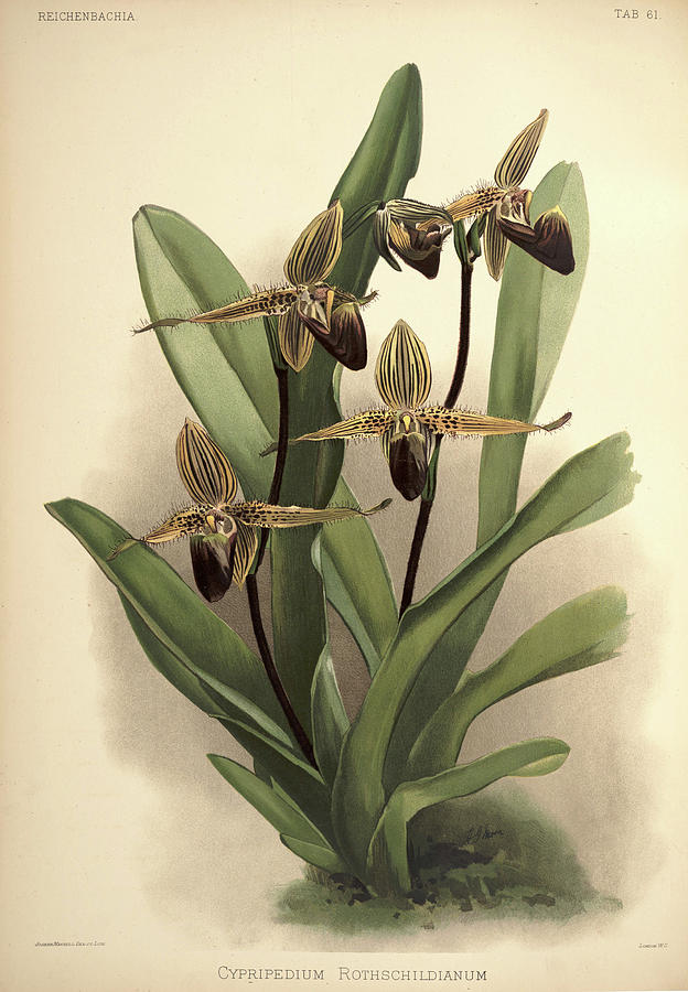 Orchid, Cypripedium Rothschildianum Painting by Henry Frederick Conrad ...