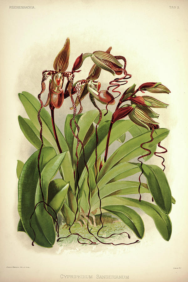 Sander Painting - Orchid, Cypripedium Sanderianum by Henry Frederick Conrad Sander Sander Painting - Orchid, Cypripedium Sanderianum by Henry Frederick Conrad Sander